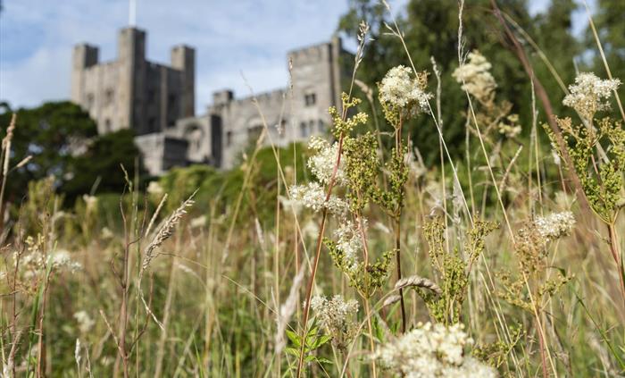 Some of the meadows wildflowers with Penrhyn Castle in the background